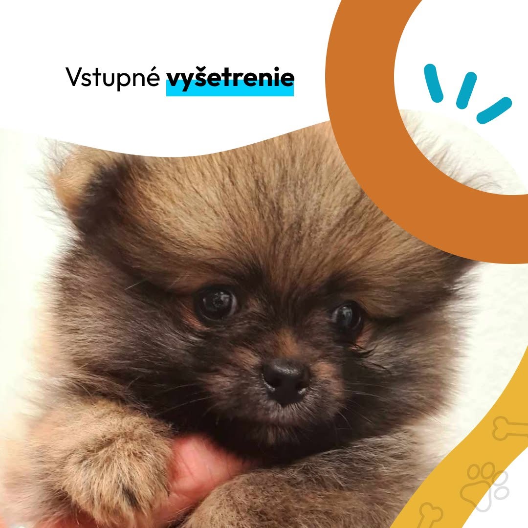 Šteniatko počas vstupného vyšetrenia