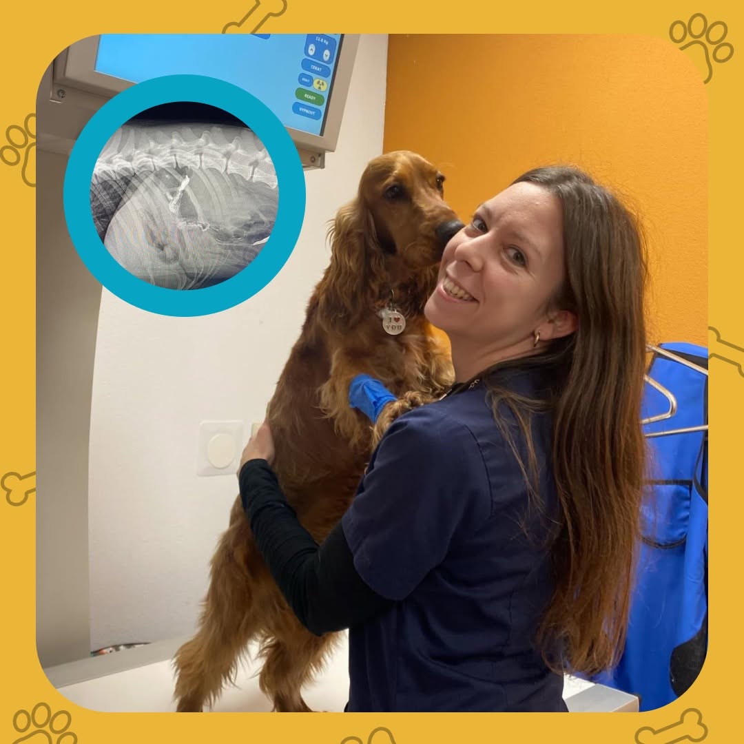 Veterinárka drží psa pri vyšetrení