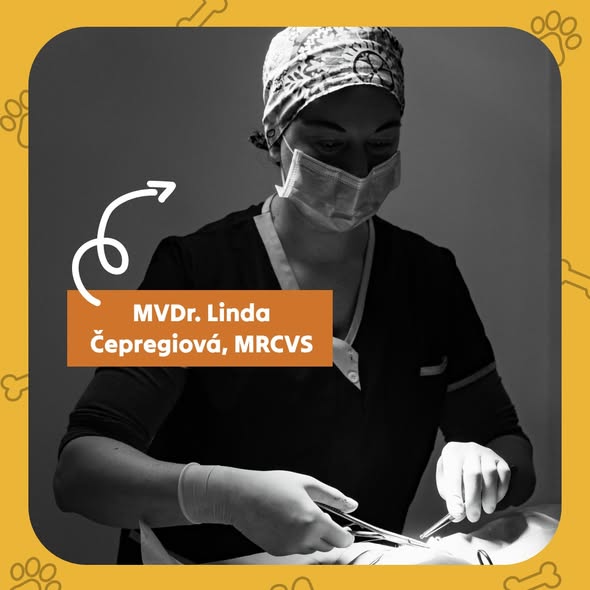 MVDr. Linda Čepregiová pri operácii
